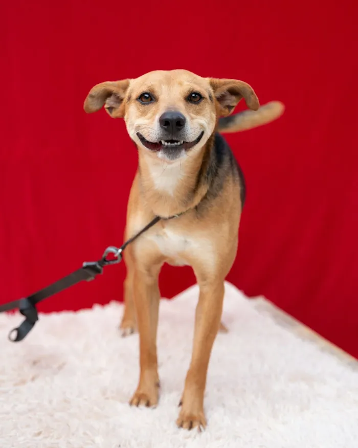 Cachorro raça SRD-ViraLata idade 4 anos nome Honda