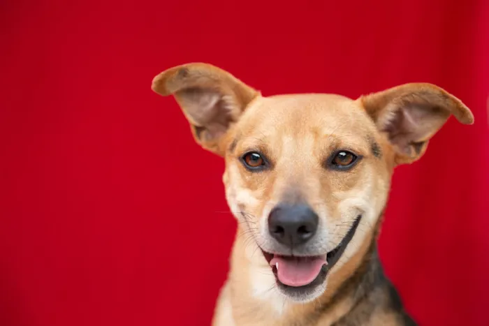 Cachorro raça SRD-ViraLata idade 4 anos nome Honda