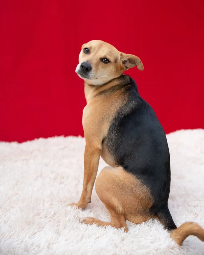 Cachorro raça SRD-ViraLata idade 4 anos nome Honda