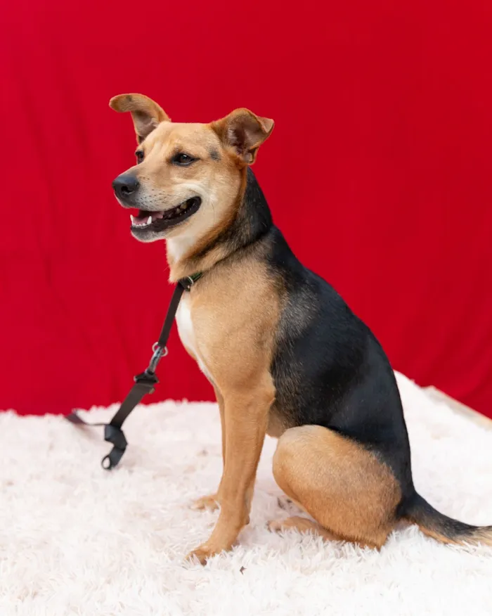 Cachorro raça SRD-ViraLata idade 4 anos nome Honda