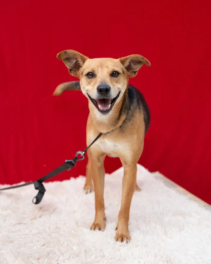 Cachorro raça SRD-ViraLata idade 4 anos nome Honda