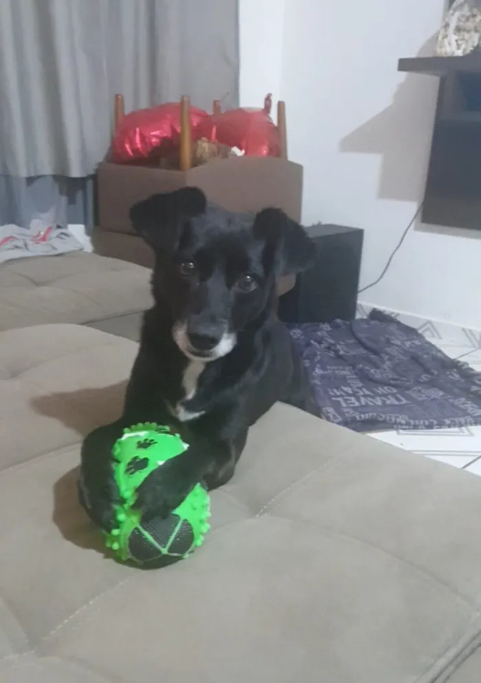 Cachorro raça SRD-ViraLata idade 4 anos nome Scoby 