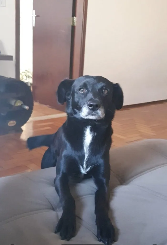 Cachorro raça SRD-ViraLata idade 4 anos nome Scoby 