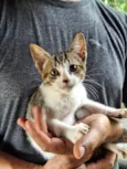 Gato raça SRD-ViraLata idade 2 a 6 meses nome Sem nome