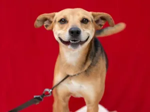 Cachorro raça SRD-ViraLata idade 4 anos nome Honda