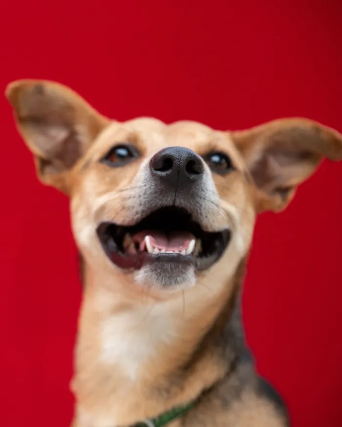 Cachorro raça SRD-ViraLata idade 4 anos nome Honda