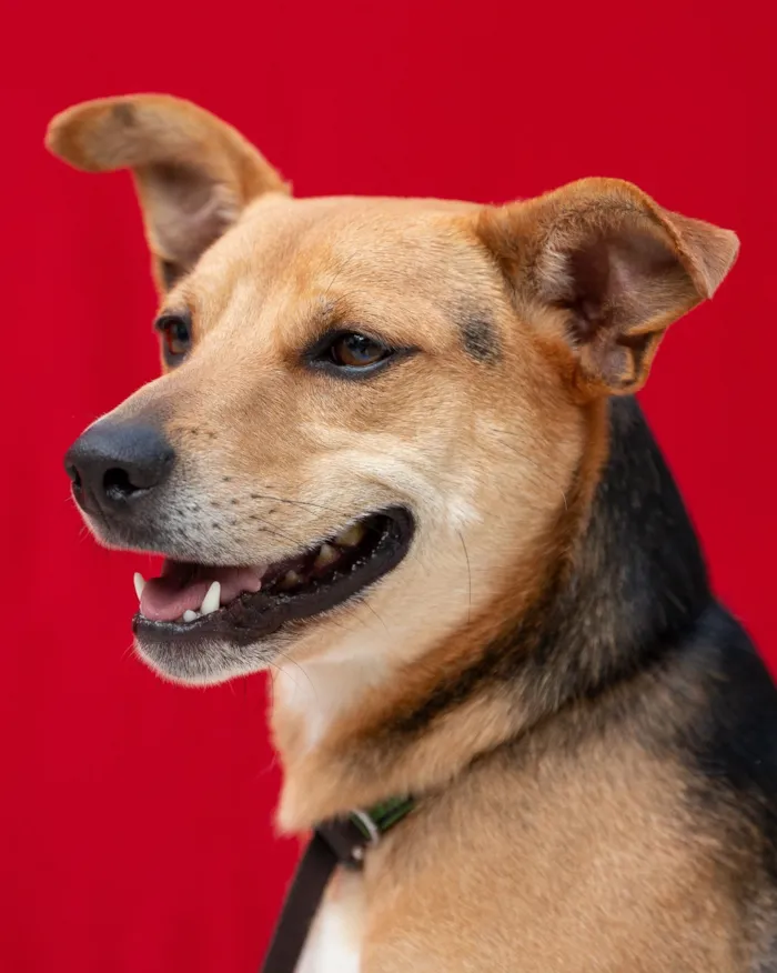 Cachorro raça SRD-ViraLata idade 4 anos nome Honda