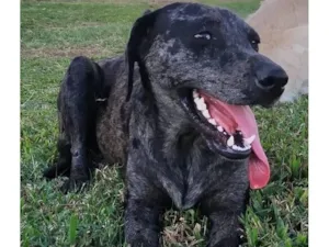 Cachorro raça SRD-ViraLata idade 6 ou mais anos nome Gaia
