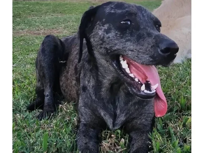 Cachorro raça SRD-ViraLata idade 6 ou mais anos nome Gaia