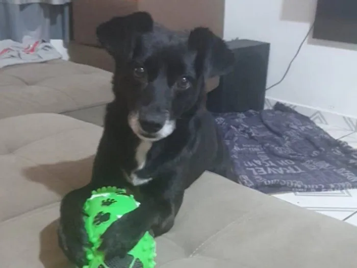 Cachorro raça SRD-ViraLata idade 4 anos nome Scoby 