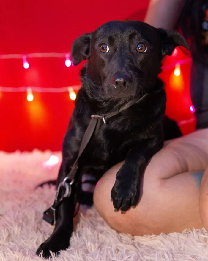 Cachorro raça SRD-ViraLata idade 2 anos nome wanda