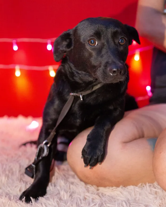 Cachorro raça SRD-ViraLata idade 2 anos nome wanda