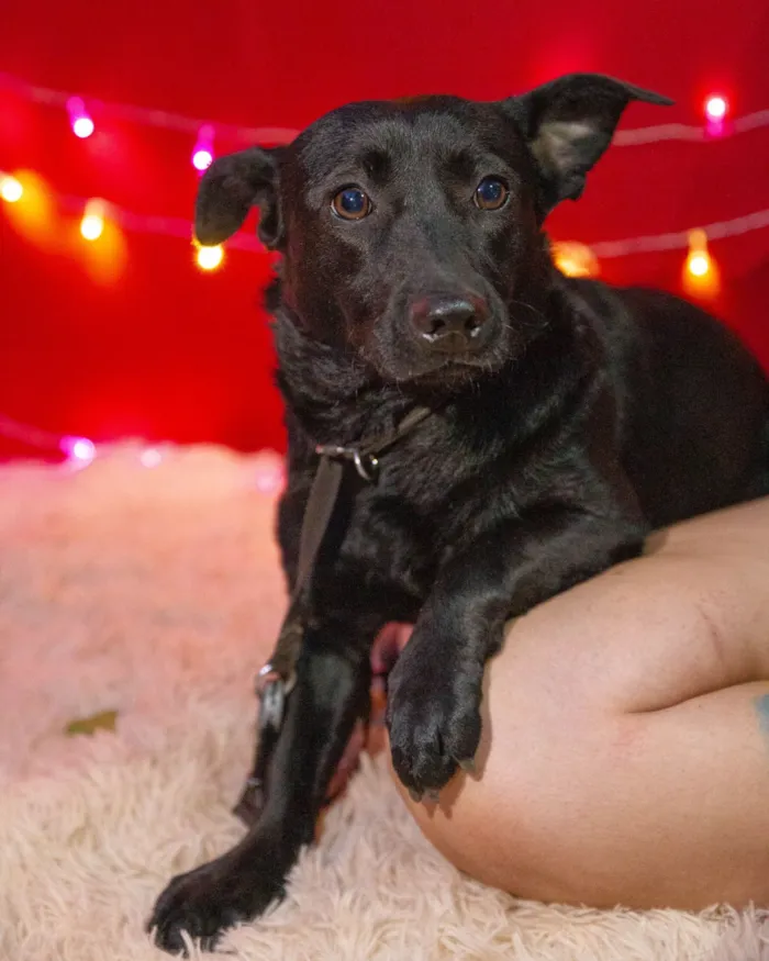 Cachorro raça SRD-ViraLata idade 2 anos nome wanda