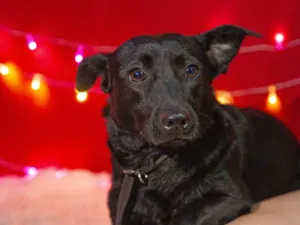 Cachorro raça SRD-ViraLata idade 2 anos nome wanda