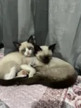 Gato raça Siamês idade 7 a 11 meses nome Bili