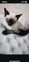 Gato raça Siamês idade 7 a 11 meses nome Brayan