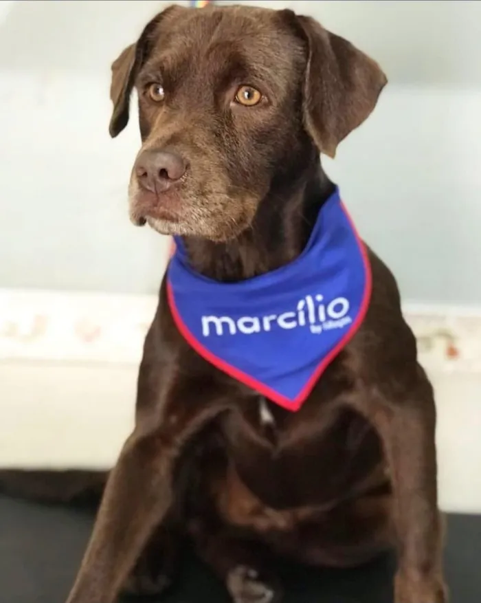 Cachorro raça Labrador idade 6 ou mais anos nome ZEUS