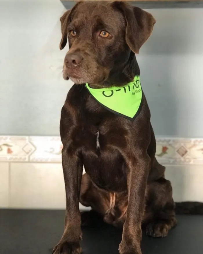 Cachorro raça Labrador idade 6 ou mais anos nome ZEUS