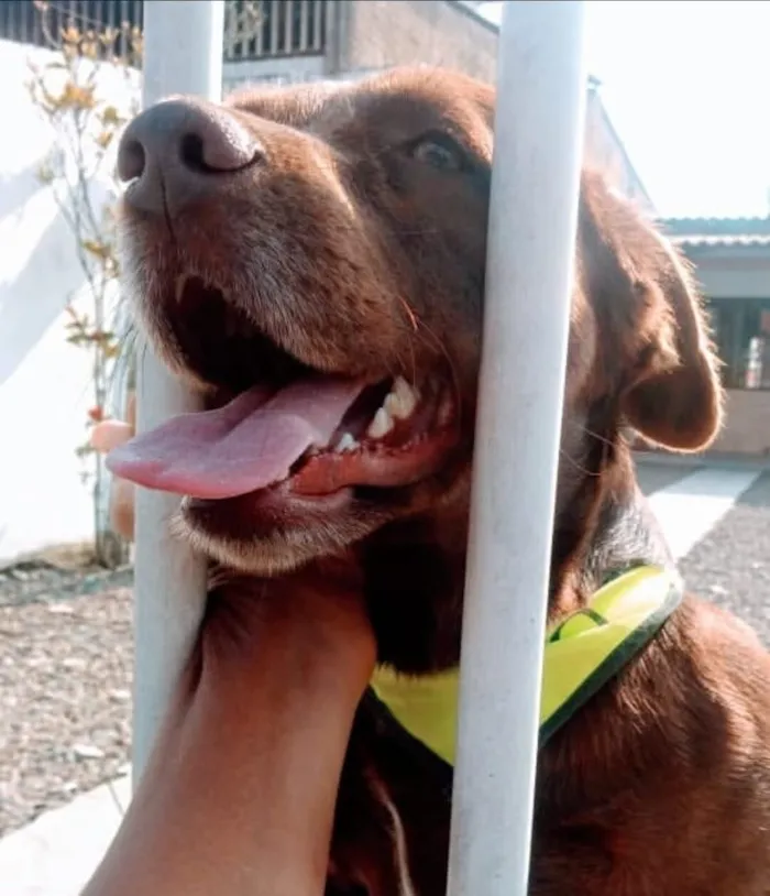 Cachorro raça Labrador idade 6 ou mais anos nome ZEUS