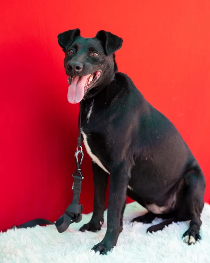 Cachorro raça SRD-ViraLata idade 4 anos nome nega(neguinha)