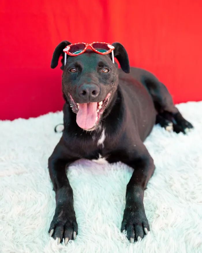 Cachorro raça SRD-ViraLata idade 4 anos nome nega(neguinha)