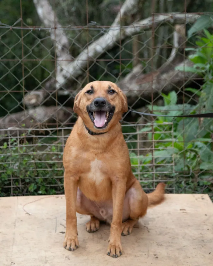 Cachorro raça SRD-ViraLata idade 3 anos nome Amor