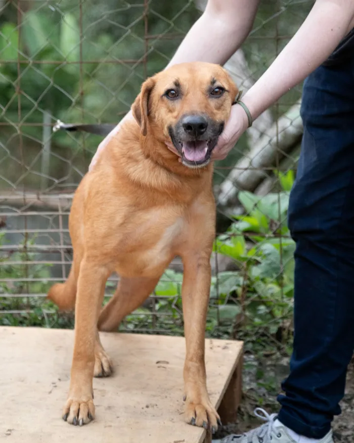Cachorro raça SRD-ViraLata idade 3 anos nome Amor