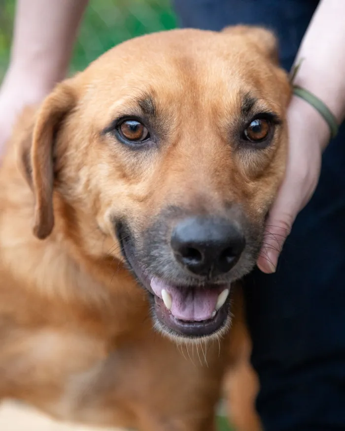 Cachorro raça SRD-ViraLata idade 3 anos nome Amor