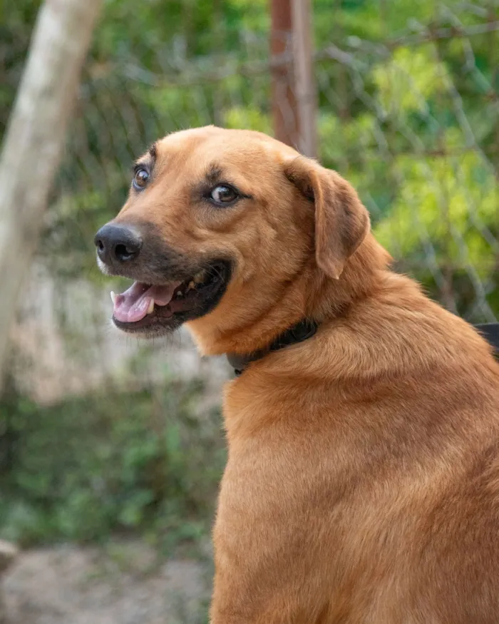 Cachorro raça SRD-ViraLata idade 3 anos nome Amor