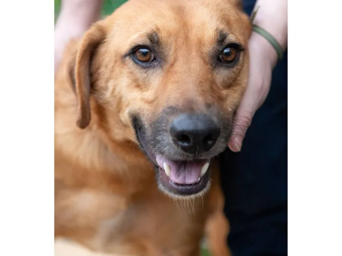 Cachorro raça SRD-ViraLata idade 3 anos nome Amor