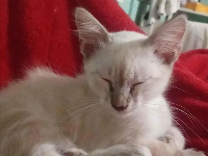 Gato raça SRD-ViraLata idade 2 a 6 meses nome Biscoito