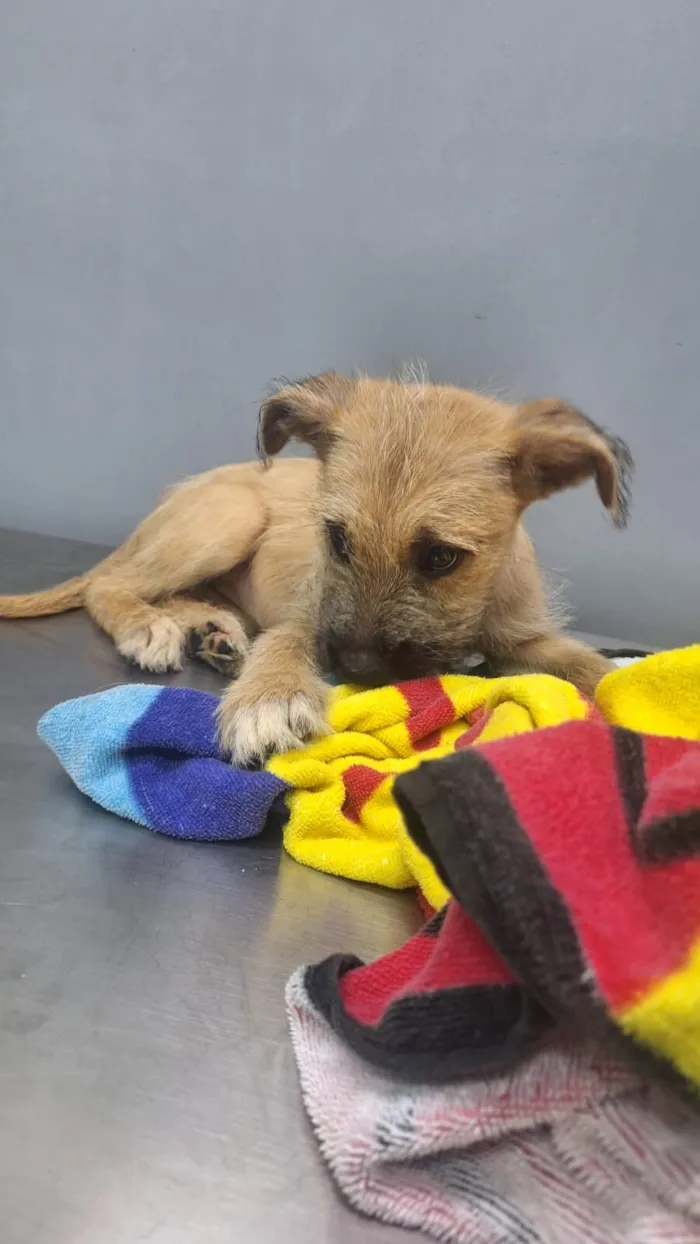 Cachorro raça SRD-ViraLata idade 2 a 6 meses nome JUJUBA