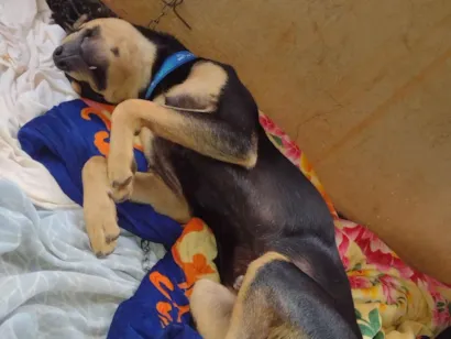 Cachorro raça SRD-ViraLata idade 2 anos nome Benny