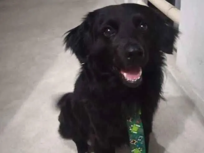 Cachorro raça SRD-ViraLata idade 7 a 11 meses nome Negan