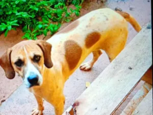 Cachorro raça SRD-ViraLata idade 4 anos nome Shitara