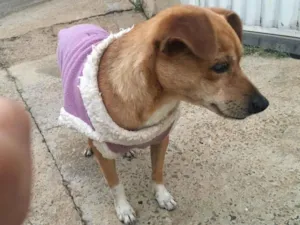 Cachorro raça SRD-ViraLata idade 4 anos nome Caramelo 