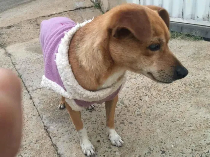 Cachorro raça SRD-ViraLata idade 4 anos nome Caramelo 