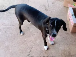 Cachorro raça SRD-ViraLata idade 7 a 11 meses nome Dalila 