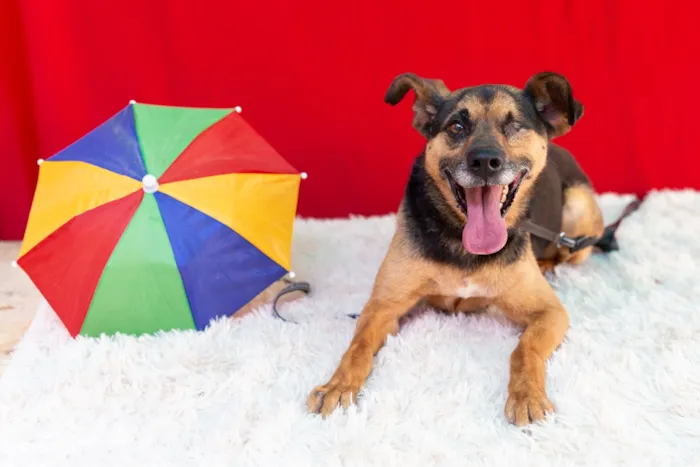 Cachorro raça SRD-ViraLata idade 6 ou mais anos nome Pirata