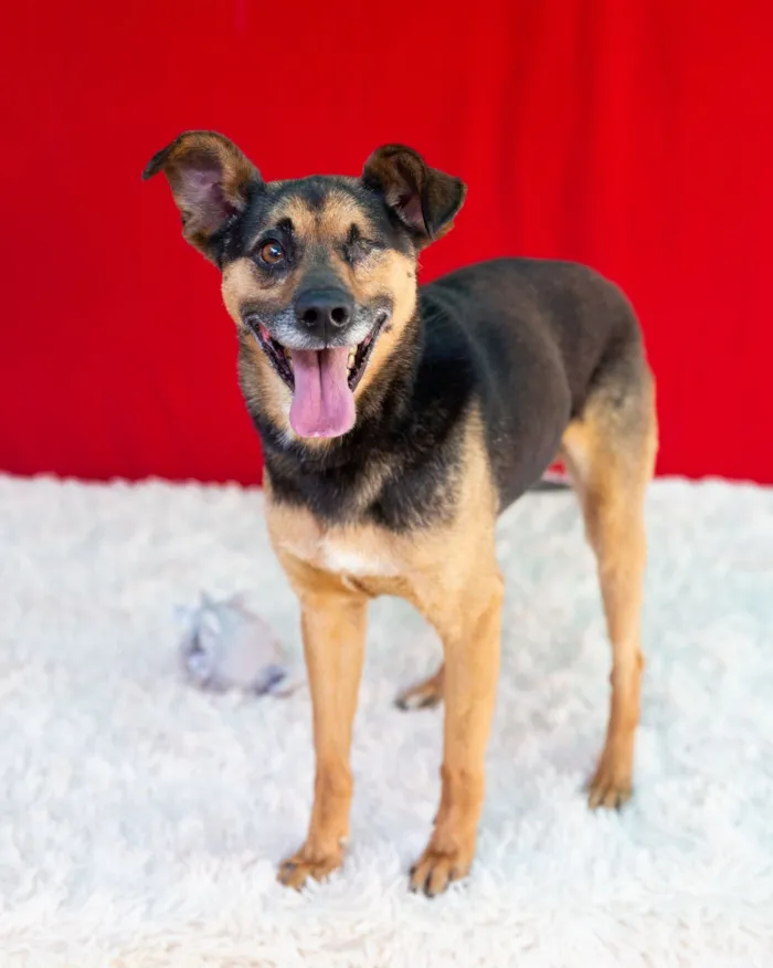 Cachorro raça SRD-ViraLata idade 6 ou mais anos nome Pirata