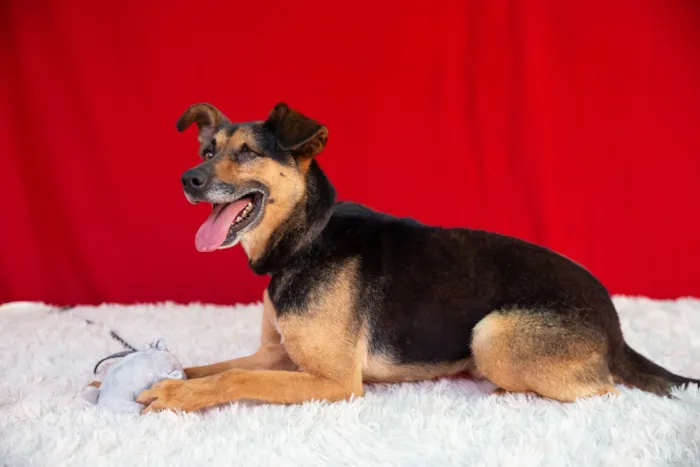 Cachorro raça SRD-ViraLata idade 6 ou mais anos nome Pirata