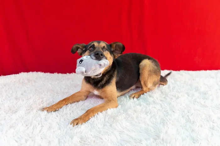 Cachorro raça SRD-ViraLata idade 6 ou mais anos nome Pirata