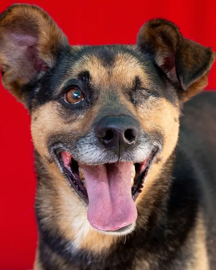 Cachorro raça SRD-ViraLata idade 6 ou mais anos nome Pirata