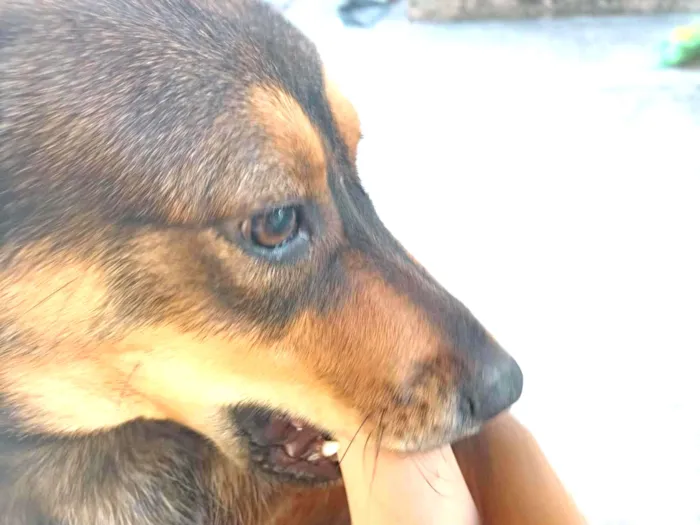 Cachorro raça SRD-ViraLata idade 7 a 11 meses nome zoey