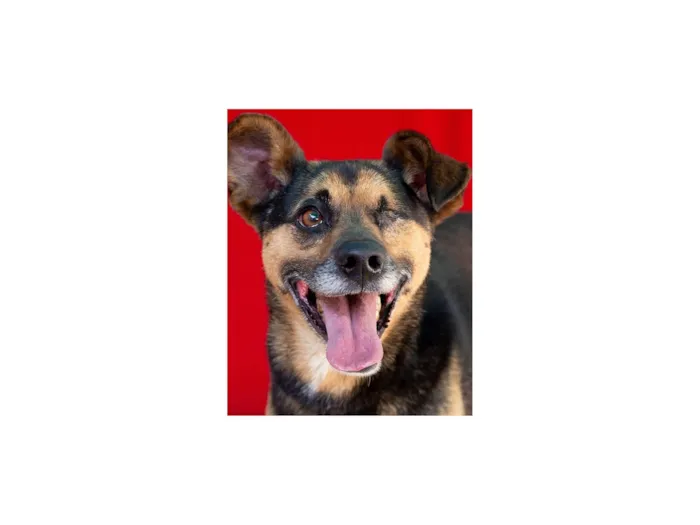 Cachorro raça SRD-ViraLata idade 6 ou mais anos nome Pirata