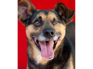 Cachorro raça SRD-ViraLata idade 6 ou mais anos nome Pirata