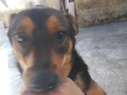 Cachorro raça SRD-ViraLata idade 7 a 11 meses nome zoey