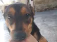 Cachorro raça SRD-ViraLata idade 7 a 11 meses nome zoey