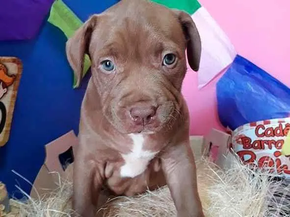 Cachorro raça Pit-Bull idade Abaixo de 2 meses nome João Victor Ribeiro Garcia 