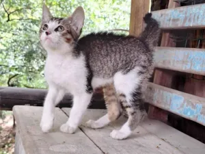 Gato raça SRD-ViraLata idade 2 a 6 meses nome Sem nome